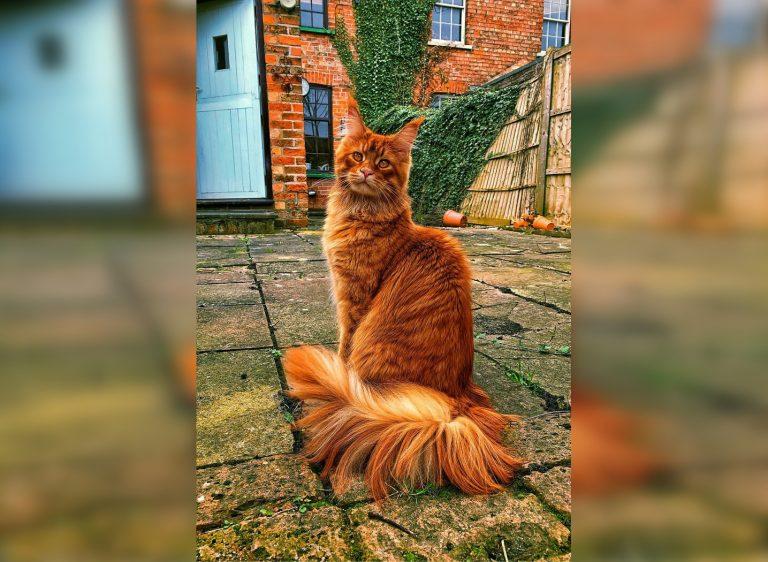  Autors: Zibenzellis69 Kaķi, kas pozē tikpat labi kā cilvēki: 30 fotogrāfijas