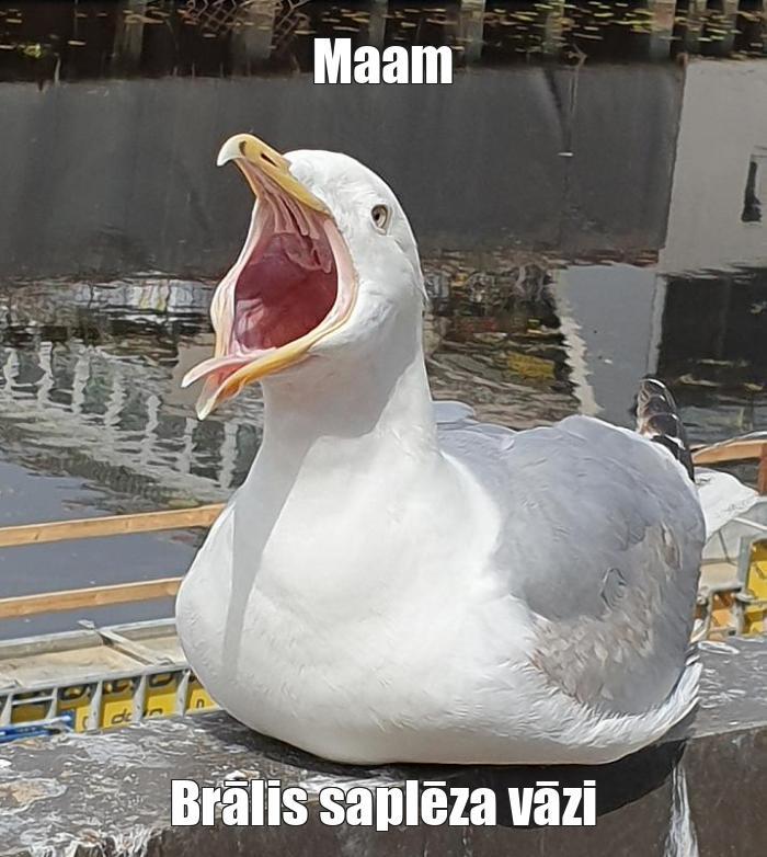  Autors: Komentētāja  Memes