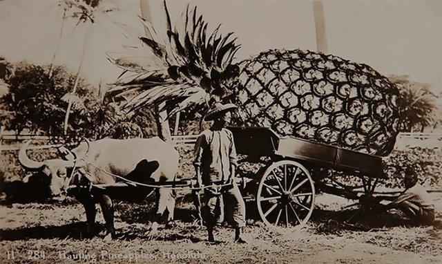 Ananasu pārvadāscaronana... Autors: Zibenzellis69 Smieklīga un dīvaina fotomontāža no xx gadsimta sākuma
