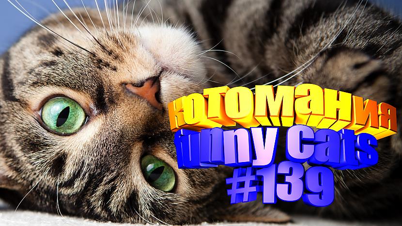  Autors: kotomaniabest Smieklīgi kaķi | Jautrība ar kaķiem, katomanija #139