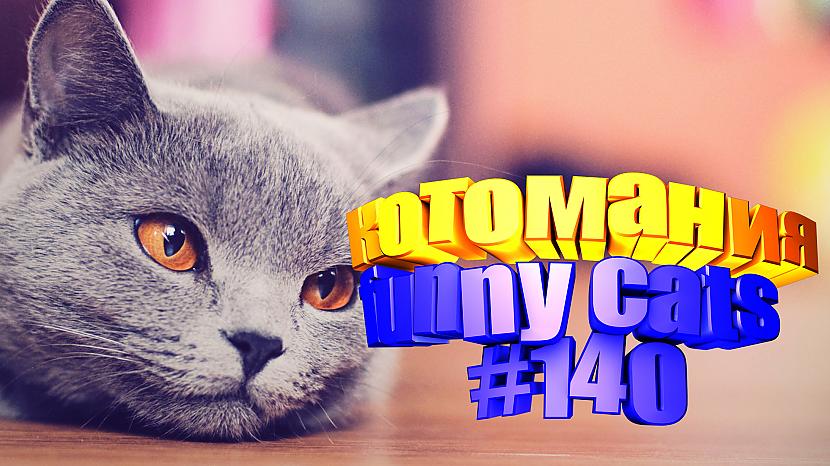  Autors: kotomaniabest Smieklīgi kaķi | Jautrība ar kaķiem, katomanija #140