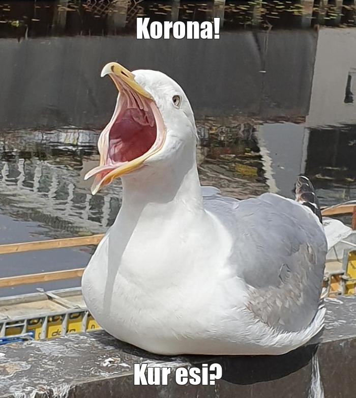  Autors: Jēkabs Ērglis Memes