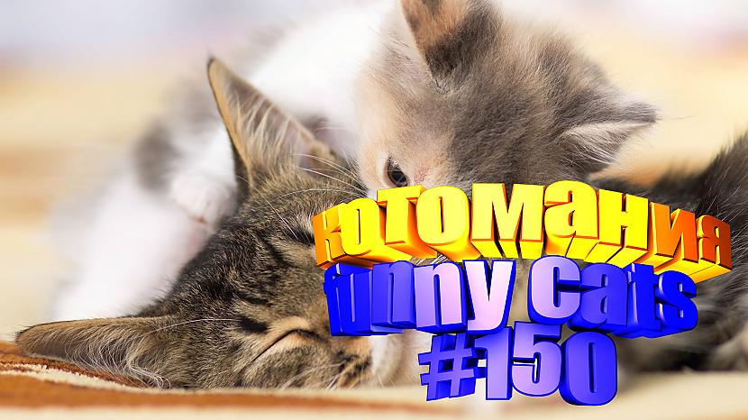  Autors: kotomaniabest Smieklīgi kaķi | Jautrība ar kaķiem, katomanija #150