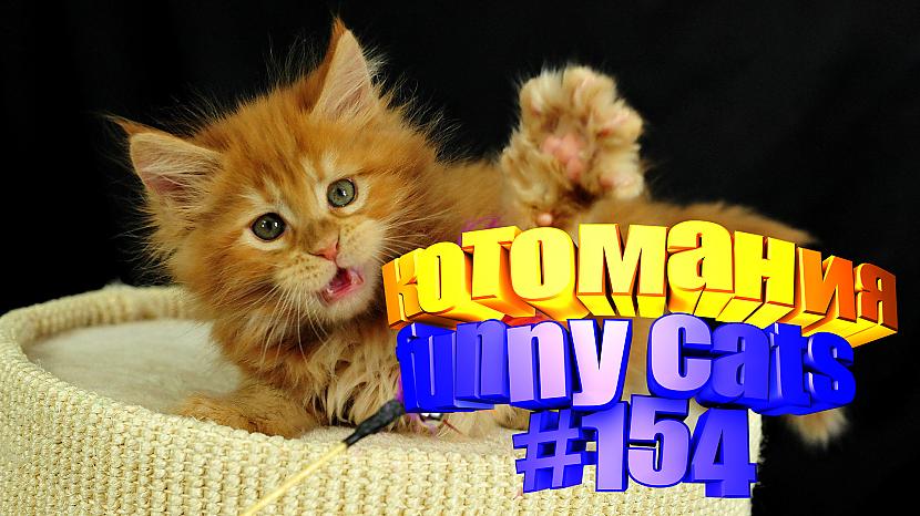  Autors: kotomaniabest Smieklīgi kaķi | Jautrība ar kaķiem, katomanija #154