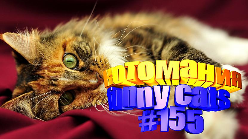  Autors: kotomaniabest Smieklīgi kaķi | Jautrība ar kaķiem, katomanija #155 (video)