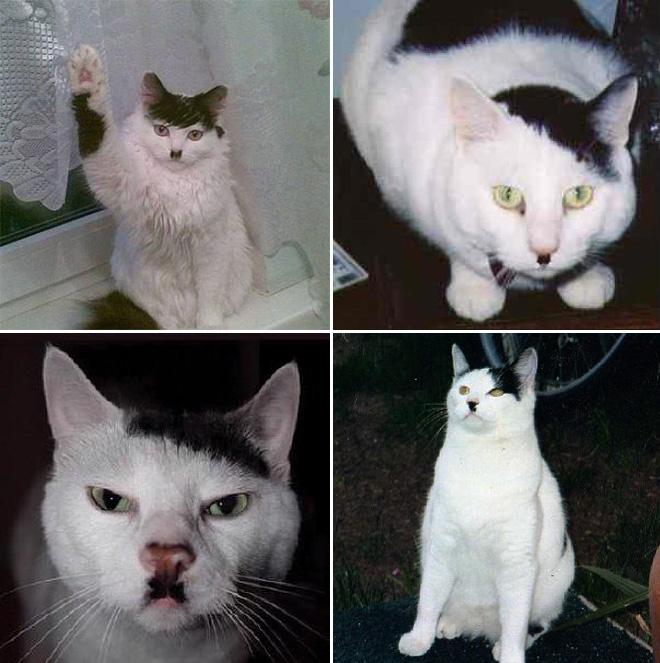  Autors: matilde Kitleri: 22 fotogrāfijas, kurās redzamie kaķi ir līdzīgi Hitleram