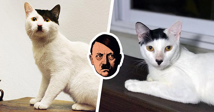 Vai tev ir gadījies dzīvē... Autors: matilde Kitleri: 22 fotogrāfijas, kurās redzamie kaķi ir līdzīgi Hitleram