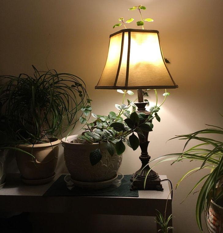 Mans augs ieauga galda lampā Autors: jokispoki10 17 negaidītas bildes, par kurām vajag pabrīnīties