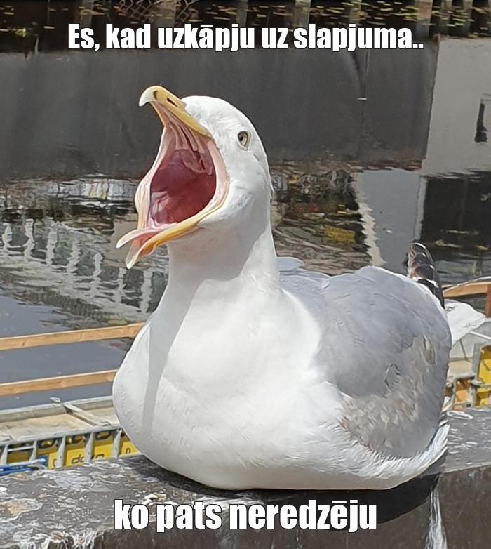  Autors: džehaaa Memes