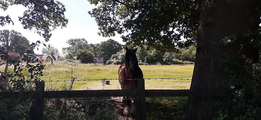 Fermas zirgi ik pa laikam var... Autors: Griffith Jūnijs laukos, Malvern UK