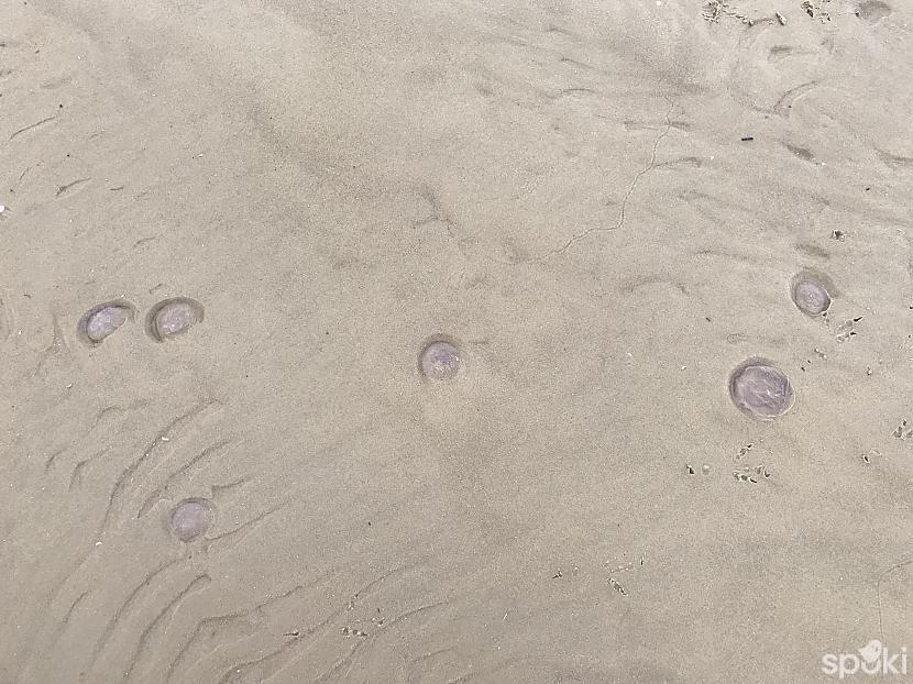Kā arī daudz daudz medūzas Autors: ezkins Pasakainā jūra