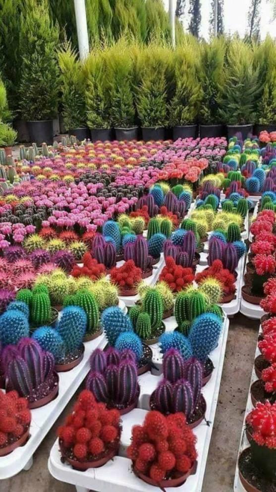 Daudzkrāsaini kaktusi Autors: Zibenzellis69 20 interesantas fotogrāfijas, kas jūs iespējams varētu  pārsteigt