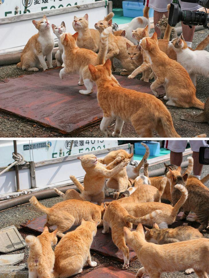 un Kaķu sala jo kā gan bez tās Autors: The Diāna 15+ foto, kas pierāda, ka Japāna ir neparasta valsts