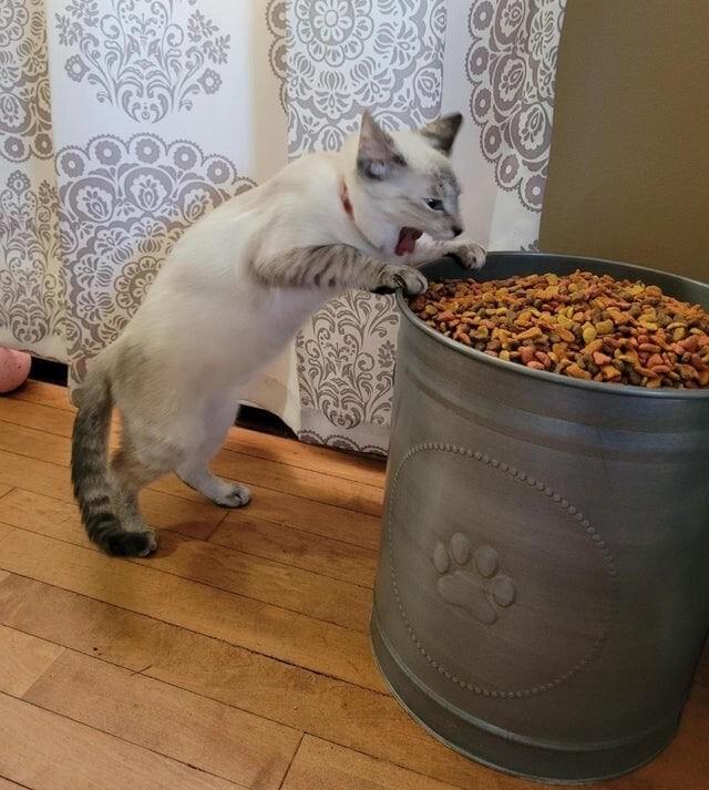 Mūsu jaunais kaķis atrada... Autors: Zibenzellis69 Tās reizes, kad mājdzīvnieki uzjautrinoši demonstrēja savu vēlmi ēst (30 foto)