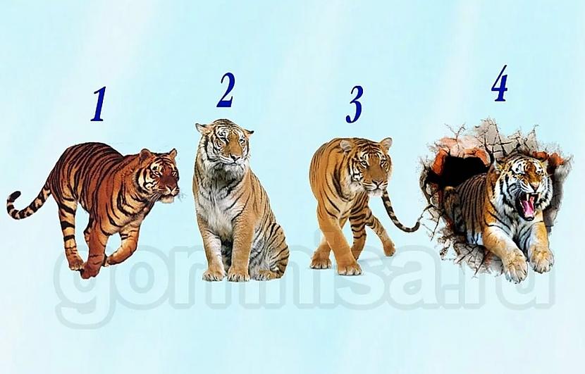 Lasi savas izvēles... Autors: Zibenzellis69 Izvēlies tīģeri un uzzini, kāds tev būs nākamais gads!
