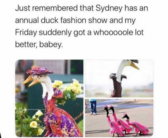  Autors: Zibenzellis69 Vai zinājāt, ka Austrālijā notiek ikgadējā pīļu modes skate?