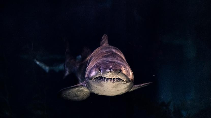 Haizivis tumsā spīdHaizivis ir... Autors: Lestets 12 dīvaini fakti par to, kā smejas žurkas, un daudz kas cits