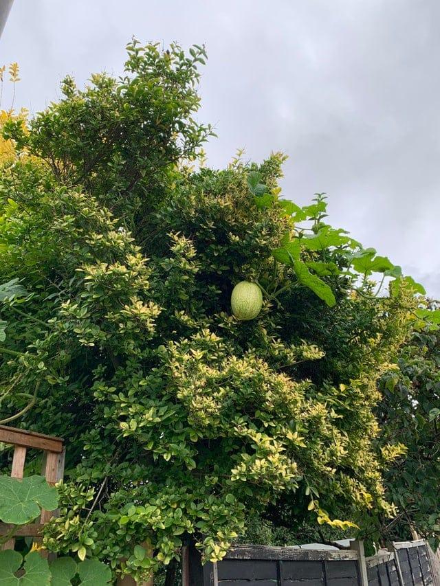 Kā jums patīk arbūzs uz koka Autors: Zibenzellis69 20 gadījumi, kad daba pierādīja, ka viņai nav šķēršļu un ierobežojumu