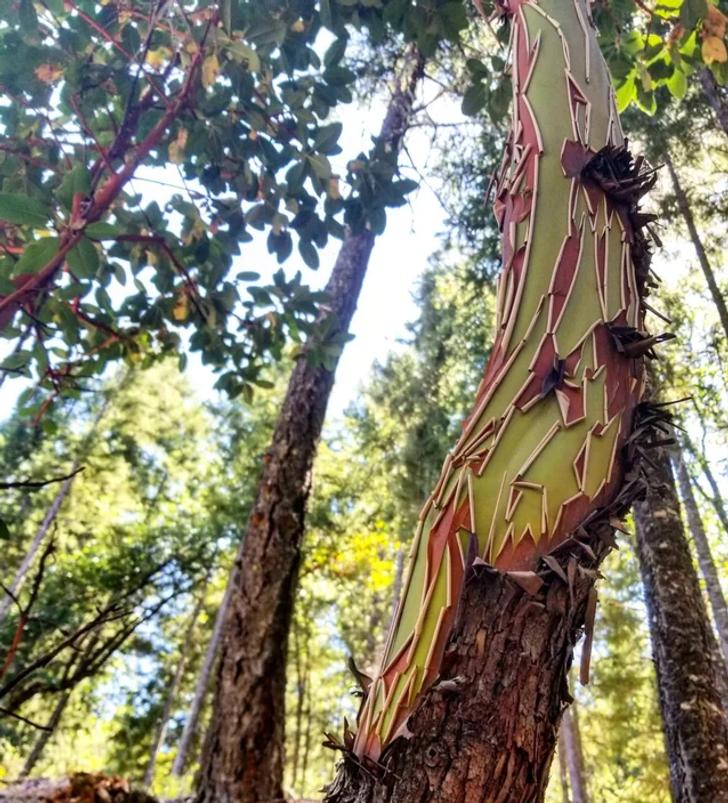 Kāds koks Kalifornijas fermā Autors: Lestets 19 reizes, kad daba mūs pārsteidza ar kaut ko īpašu