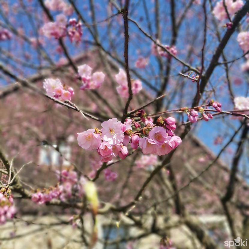 Sakura agrā pavasarī bet tad... Autors: ĶerCiet Pavasaris Detmoldā