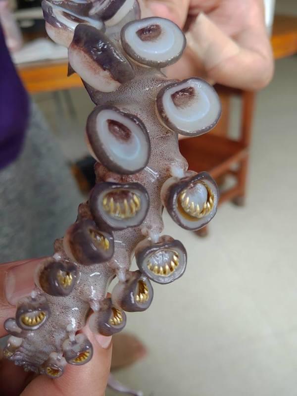 Astoņkājiem uz taustekļiem ir... Autors: Zibenzellis69 16 attēli ar dabas radījumiem, kas izskatās tik biedējoši ...