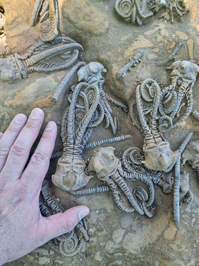 Fosilizētās radības izskatās... Autors: Zibenzellis69 16 attēli ar dabas radījumiem, kas izskatās tik biedējoši ...