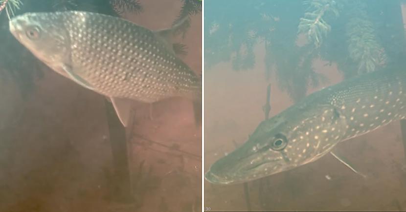 Latvenergo mājaslapā... Autors: matilde VIDEO ⟩ Sākas zemūdens tiešraide no zivju ligzdām