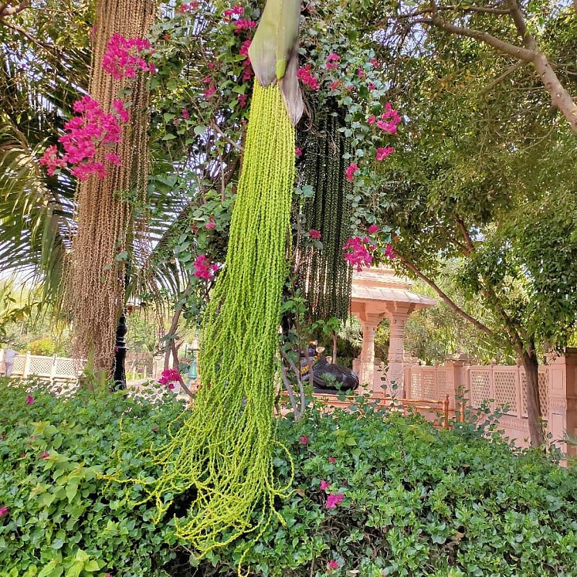 Indijā aug dīvains koksScaronī... Autors: Zibenzellis69 18 gadījumi, kad cilvēki atrada dīvainus augus un prasīja padomus internetā