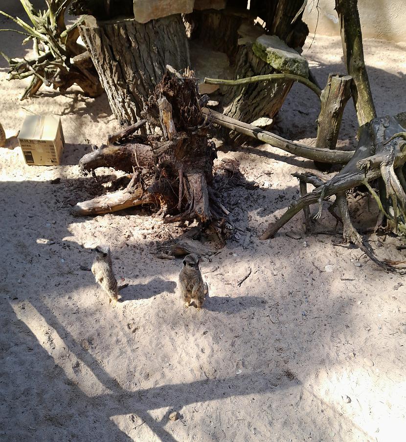 Tālāk divas surikātu bildes Autors: Drakonvīrs Debesis virs Zoodārza un vēl šis tas
