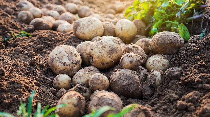 Kā no viena krūma iegūt līdz pat 15 kg kartupeļu: pieredzējušu audzētā padoms