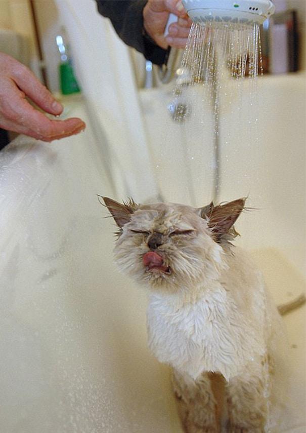 Es vēlētos nedaudz siltāku... Autors: Zibenzellis69 17 kaķi, kuri pēkšņi ''salūza'' un iemīlēja ūdens procedūras