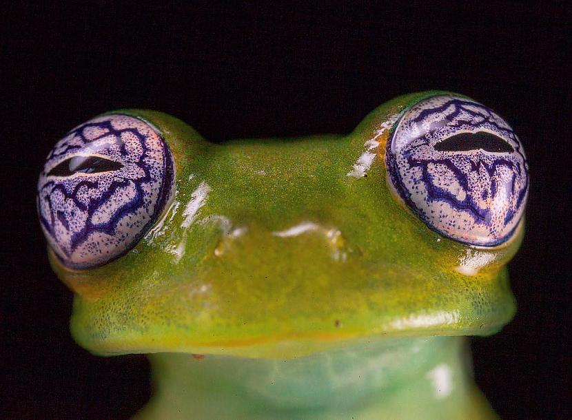 Kostarikas spoku stikla varde Autors: Zibenzellis69 Fotogrāfijas ar dzīvniekiem, kuru izskats jūs varbūt varētu pārsteigt