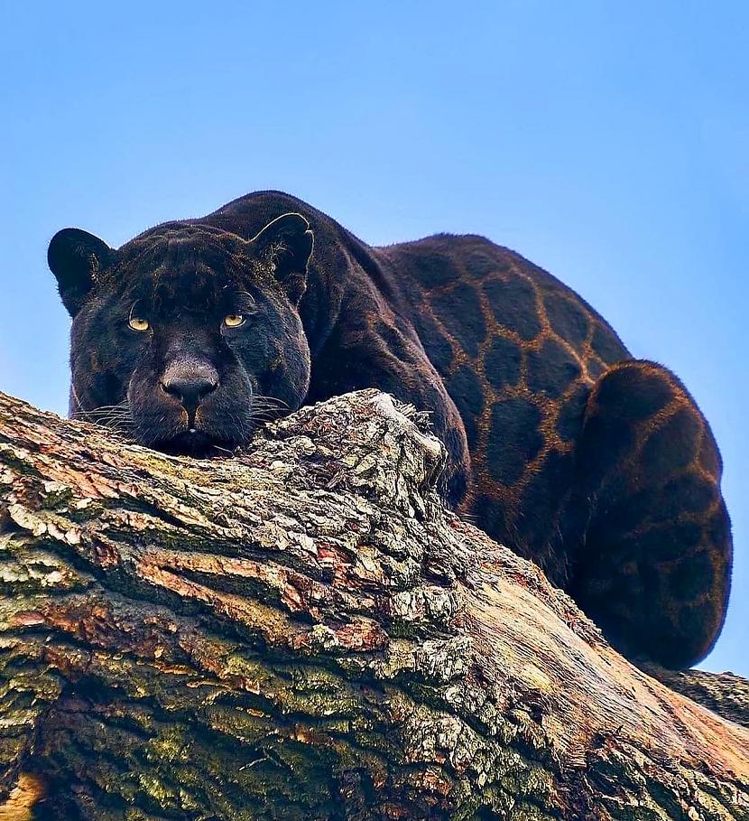 Melns jaguārs kura krāsā ir... Autors: Zibenzellis69 Fotogrāfijas ar dzīvniekiem, kuru izskats jūs varbūt varētu pārsteigt