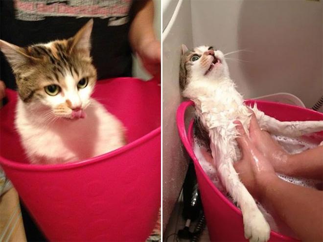  Autors: Zibenzellis69 Kaķi pirms un pēc vannas