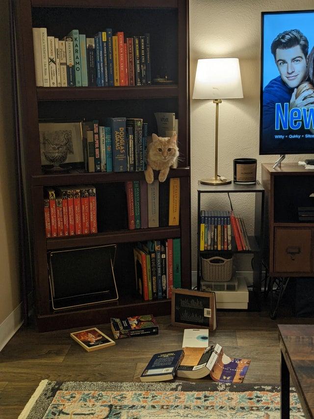 Grāmatas noteikti ir labāk... Autors: Zibenzellis69 25 smieklīgas situācijas, kad kaķi atrasti tur, kur tie nemaz nebija gaidīti