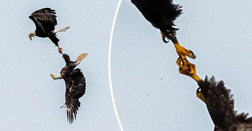 Fotogrāfam vajadzēja ilgu... Autors: Lestets 16 fotogrāfijas, kas pierāda, ka brīnumi notiek