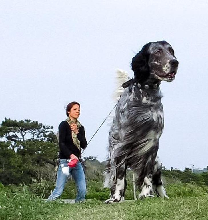 Scaronis milzīgais suns Autors: Lestets 16 fotogrāfijas, kas pierāda, ka brīnumi notiek