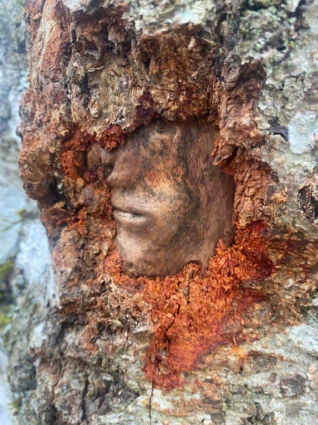 Doriana Greja portrets Autors: Zibenzellis69 23 fotogrāfijas ar neparastiem kokiem, kas pārsteidz ar izskatu un varbūt biedē