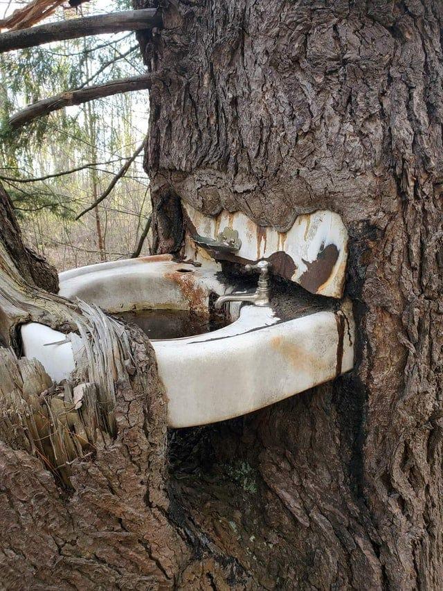 Vai kāds vēlās nomazgāties Autors: Zibenzellis69 23 fotogrāfijas ar neparastiem kokiem, kas pārsteidz ar izskatu un varbūt biedē