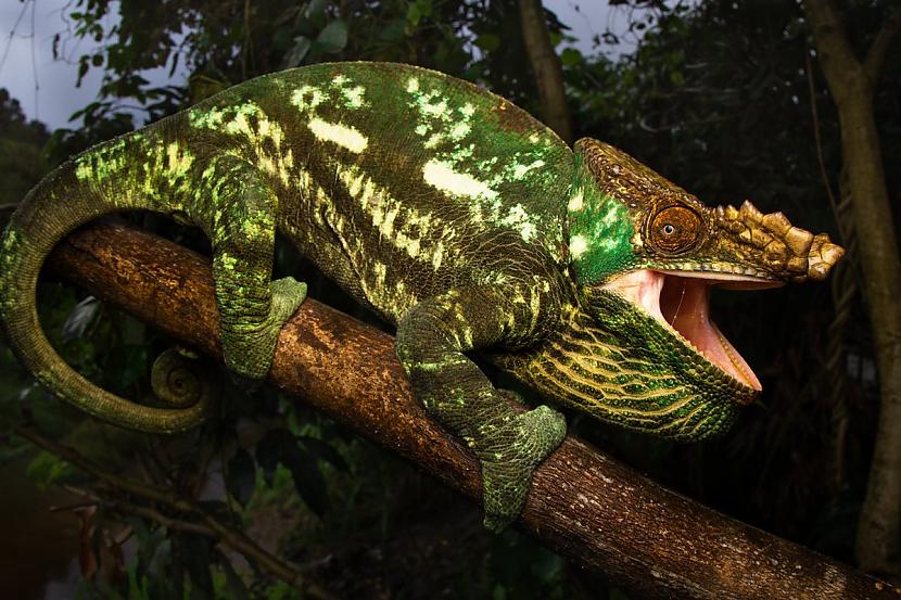 Parsons chameleon ir... Autors: Zibenzellis69 18 neparasti rāpuļi, kas pierāda,šīs fantastiskas radības dzīvo uz mūsu planētas