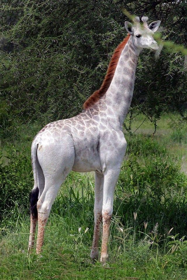 Žirafe Omo ar leicismu Autors: Zibenzellis69 14 mutāciju piemēri, kas padarīja to īpašniekus vēl unikālākus