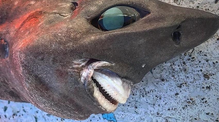FOTO ⟩ No okeāna dzīlēm izvilkta haizivs ar briesmīgu muti