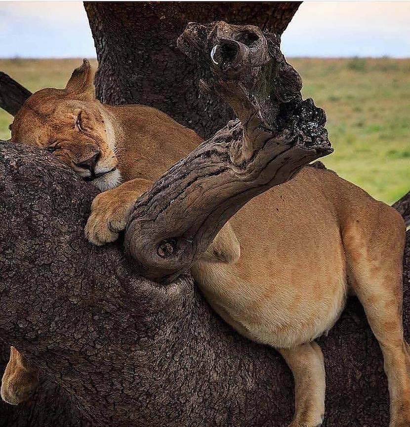 Lauvene Autors: Zibenzellis69 17 grūsnu dzīvnieku fotogrāfijas, kuru vēderi ir uzjautrinoši, gan aizkustinoši