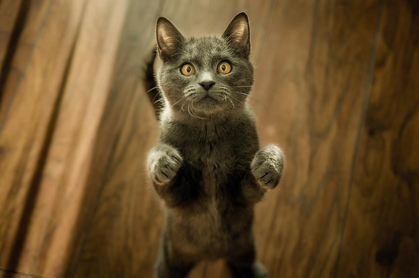 quotScaronis pētījums ir... Autors: Lestets Zinātnieki apstiprina, ka tu vari sazināties ar kaķi, ja lēni mirkšķināsi acis