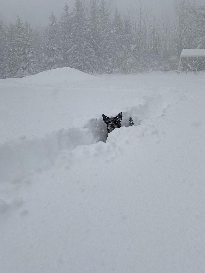Bet suns ar prieku lēkā pa... Autors: Zibenzellis69 Ņujorkā ir liels sniega daudzums, un cilvēki izklaidējas,uzņemot unikālus kadrus