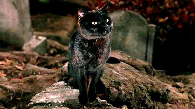 Kaķis vārdā Biks filmā Hocus... Autors: Zibenzellis69 14 spilgti ekrāna kaķi, kuri tika galā ar savu lomu filmā, kā jebkurš aktieris