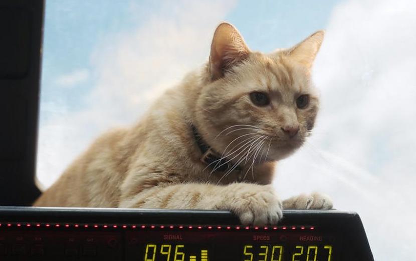 Cat Goose Captain Marvel 2019... Autors: Zibenzellis69 14 spilgti ekrāna kaķi, kuri tika galā ar savu lomu filmā, kā jebkurš aktieris