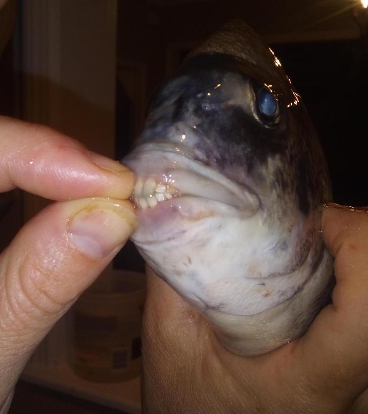 Aitgalves zivs it kā nebūtu... Autors: Lestets 16 nejauši atrastu dārgumu fotogrāfijas