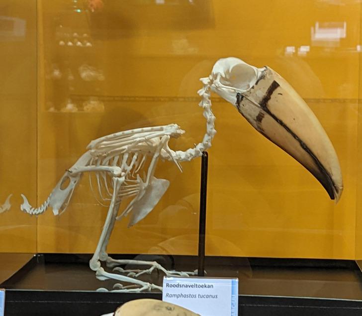 Redzot tukāna skeletu kļūst... Autors: Lestets 16 nejauši atrastu dārgumu fotogrāfijas