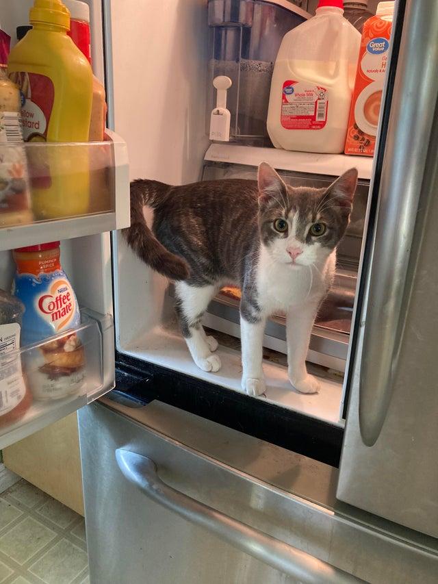 Ledusskapja apsargs Autors: Zibenzellis69 16 smieklīgas situācijas, kad kaķi atrasti tur, kur tie nemaz nebija gaidīti